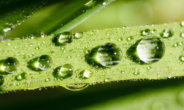 Closeup of leaf with dew droplets