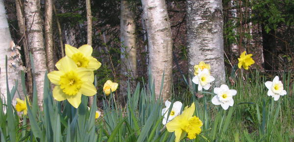 Yellow and white flowers in a forest