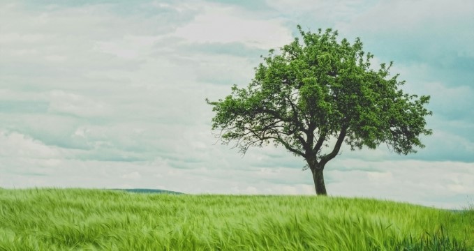 Tree growing on a green hillside with sky in the background